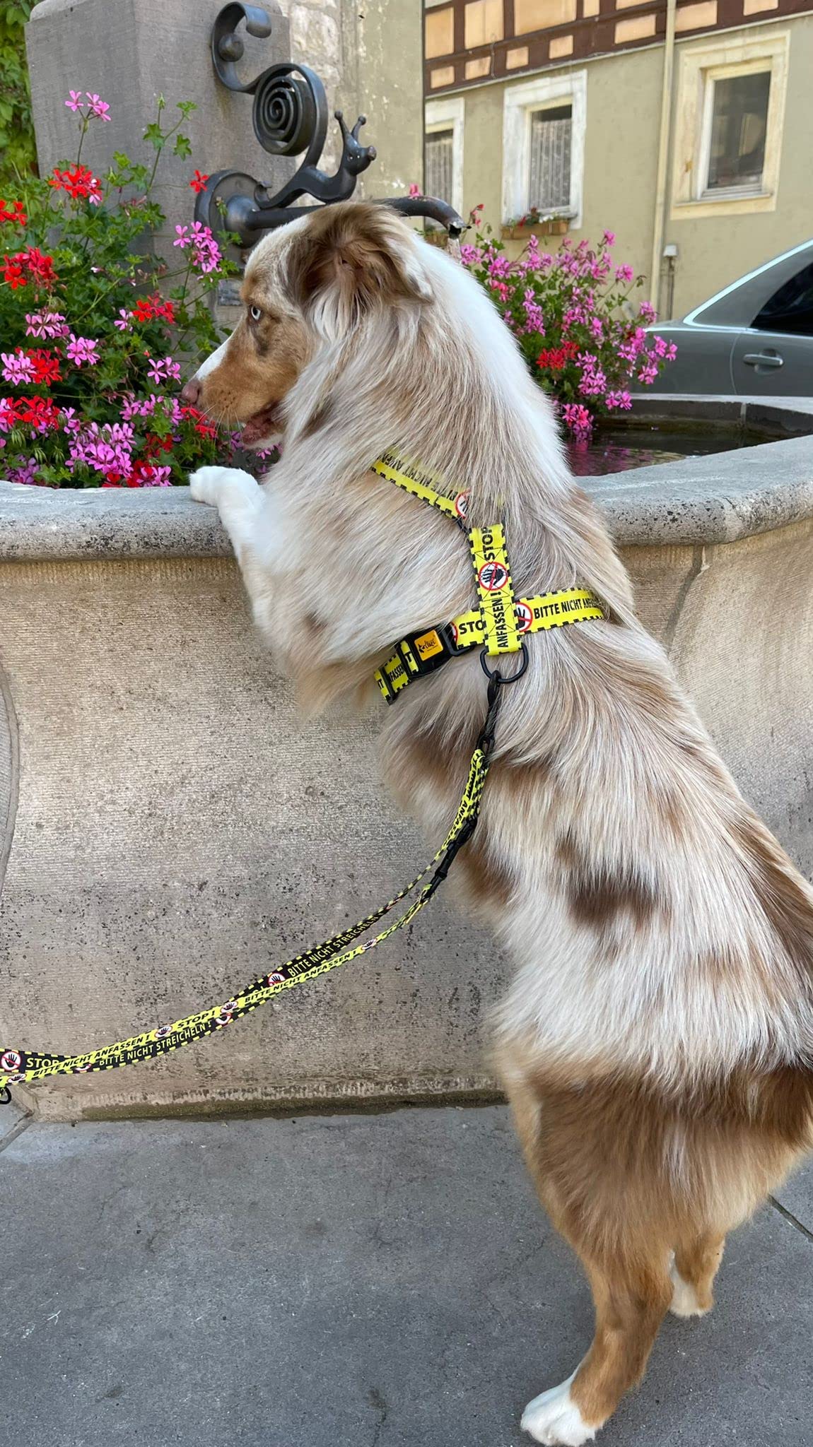 Dingo 95382 - Arnés para perros (4,0 cm, 55-100 cm), color amarillo