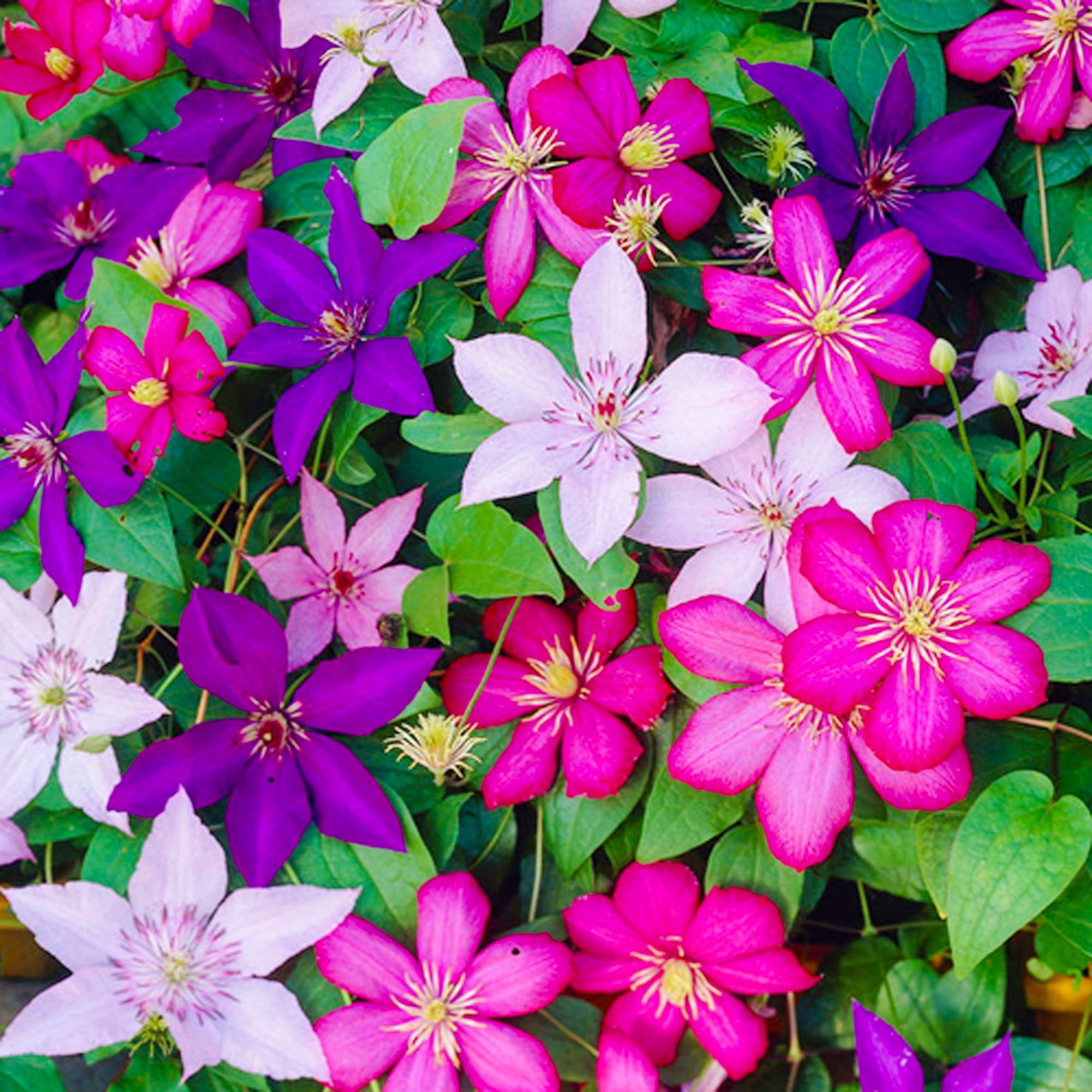 Gardeners Dream Clematis Winterharte Pflanzen - 3 x 9 cm Farben Gemischte  Dauerblher Kletterpflanzen im Topf - Mehrjhrige Stauden - Ideale Garten  Pflanzen, Balkon Pflanzen & Kbelpflanzen : Amazon.de: Garten