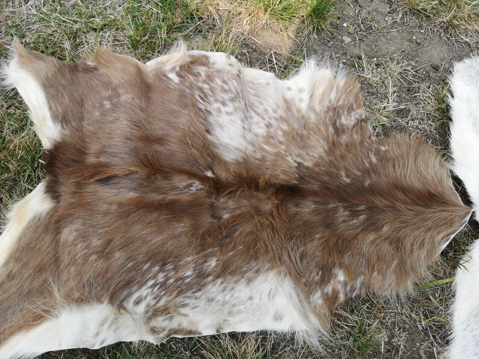 ECHTE ZIEGENFELLE ZIEGENFELL Fell STARK BESCHÄDIGT GROßE Auswahl SCHNÄPPCHEN (hell, 50-70 cm)