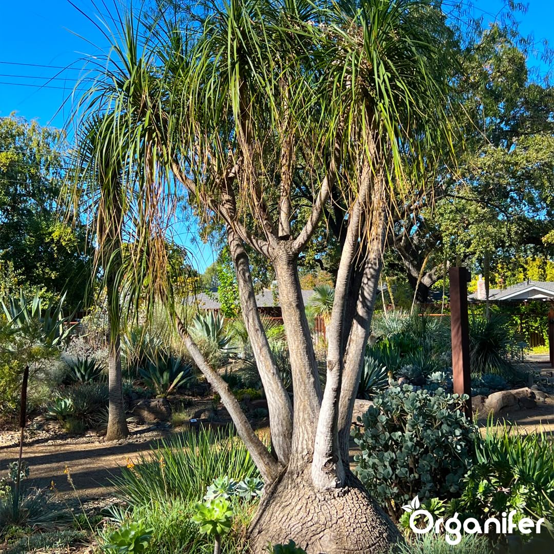 Fertilizante Líquido Orgánico 1L Para Pie De Elefante – Plantas Robusta Y Hojas Lujosas – Organifer