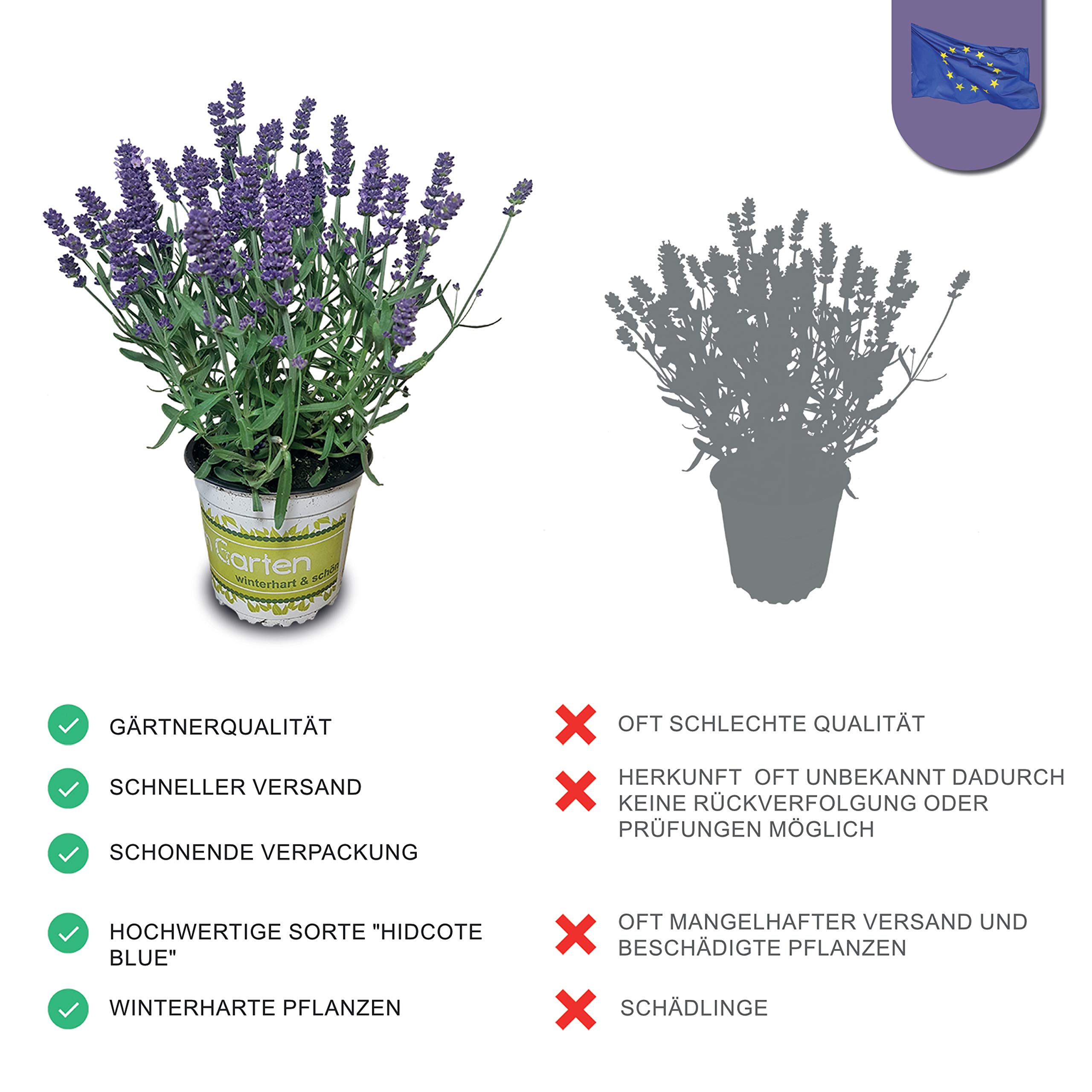 Pack de 10 Lavandas Plantas Naturales en Maceta de 12cm Lavanda
