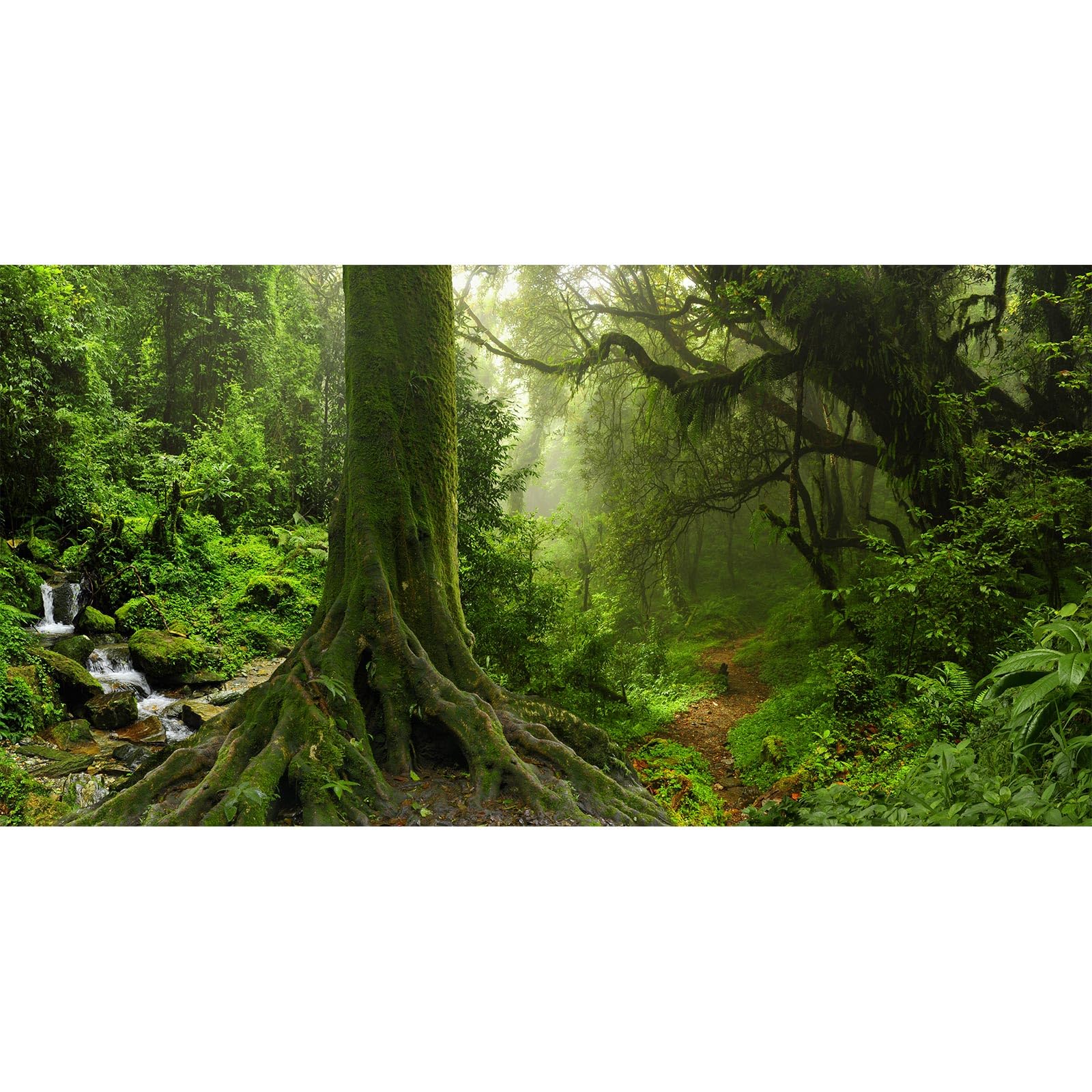 Jungle Forest Backdrop Natural Rainforest Landscape with Rugged Path Photography Background Outdoorsy Camping Theme Party Mysterious Jungle Stream