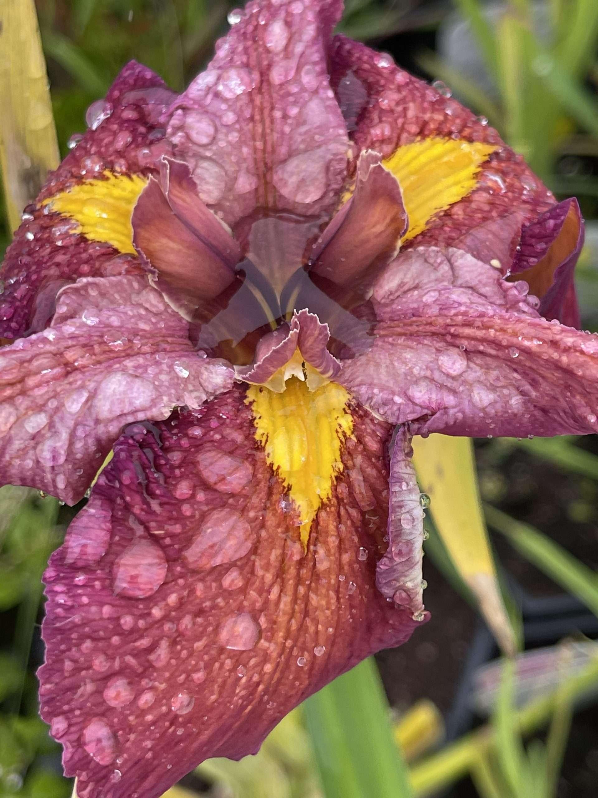 Lincsplants - Iris Louisiana 'Ann Chowning'-3 / 9cm Bareroot