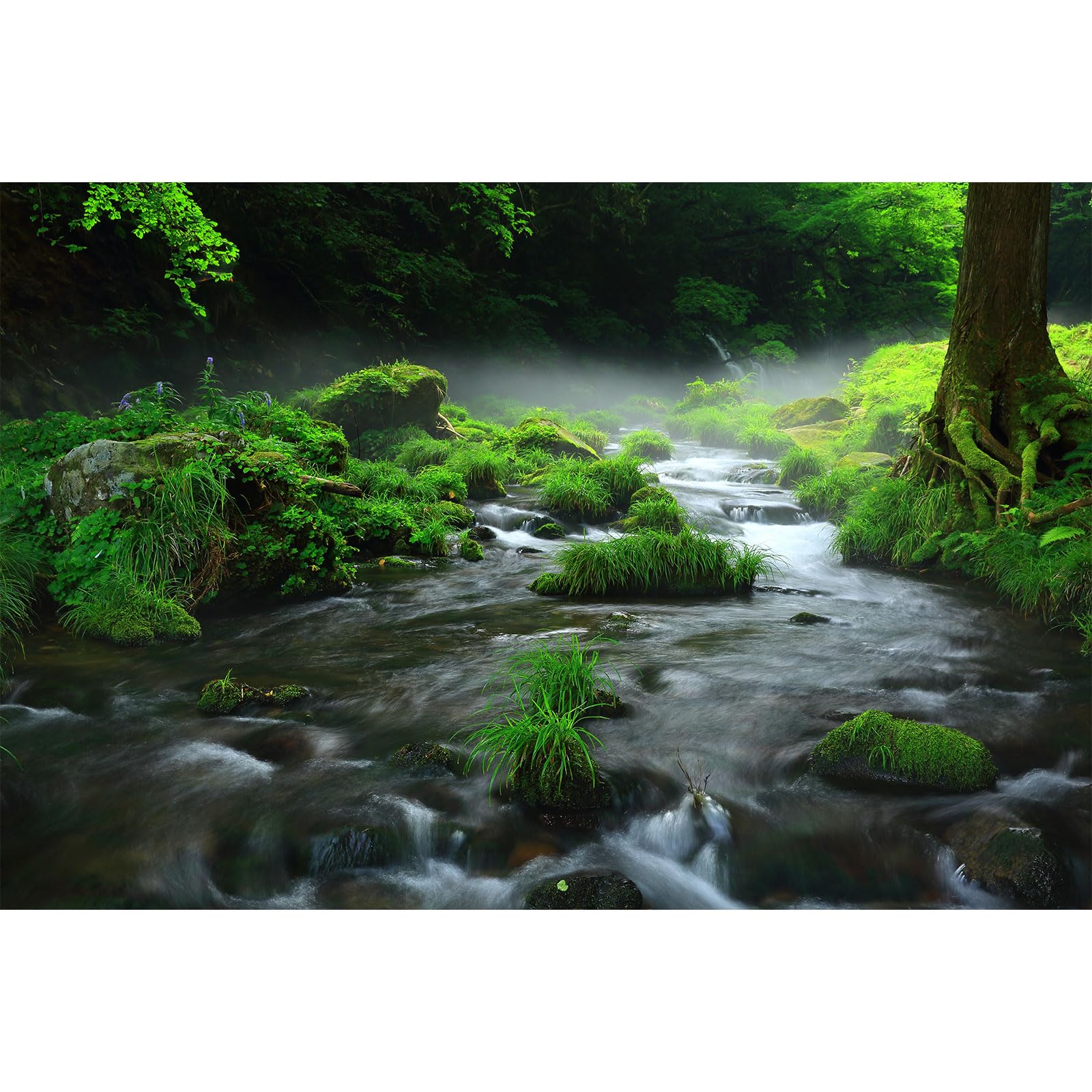 Stream Aquarium Background Aquatic Water Plants Rock Fish Tank Background Lush Green Forest Trees Terrarium Background Misty Foggy Stream Flowing Water Natural Landscape Aquarium Backdrops 30x12in
