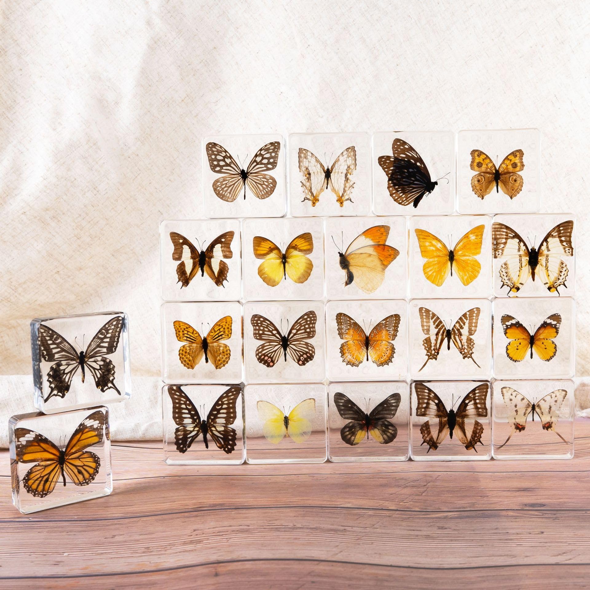 6 Pcs Verdadero espécimen de Resina de Mariposa, Insecto en la colección de Resina, taxidermia Mariposa para Preescolar, la Ciencia en el Aula y el hogar Muestra