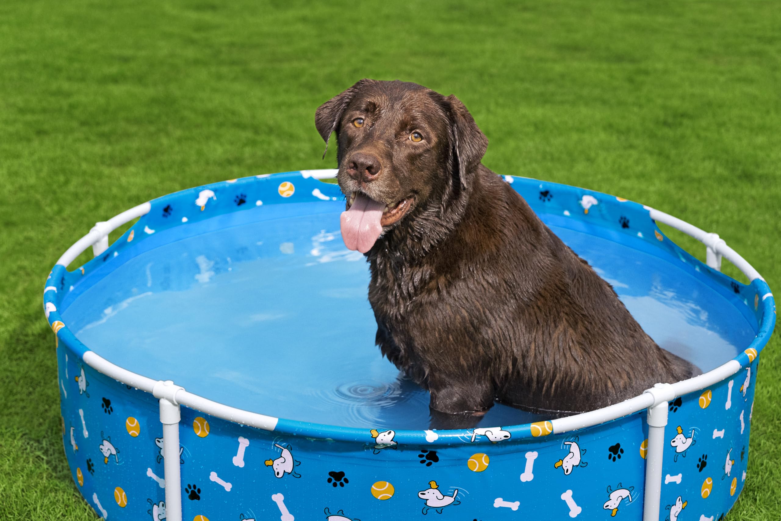 Bestway Piscine pour Animal Fetchin' Fun - 122 cm x 122 cm x 38 cm - Bleu