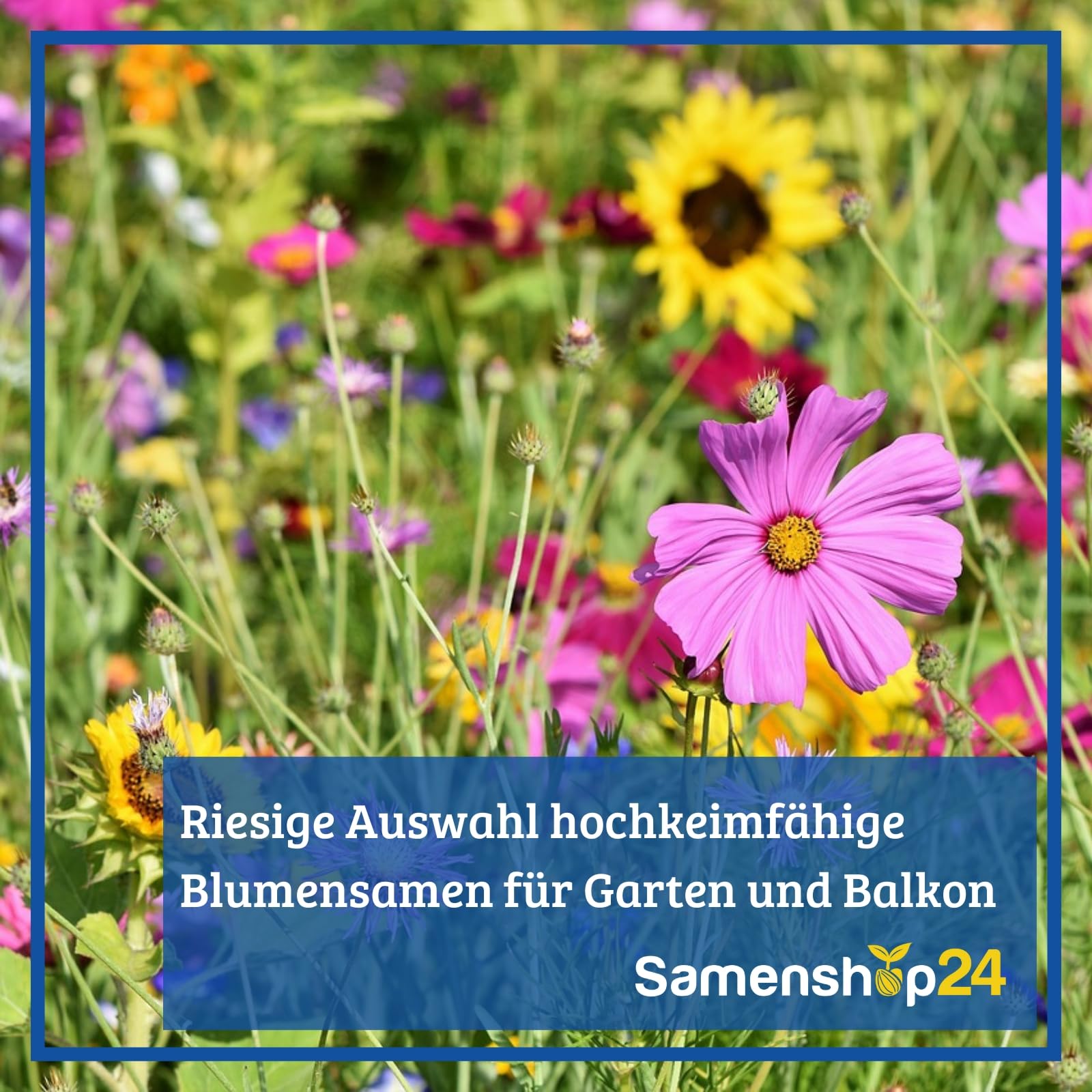 Sommerblumenmischung einjährig niedrige Sorten 1 kg für ca 2000 m², Nektarspender