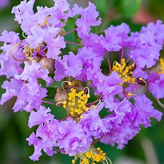Lagerstroemia Cordon Bleu Crape Myrtle Plant | Garden Plants Outdoor Garden Ready | Flowering Outdoor Tree in Pot (9cm Pot, 15-25cm)
