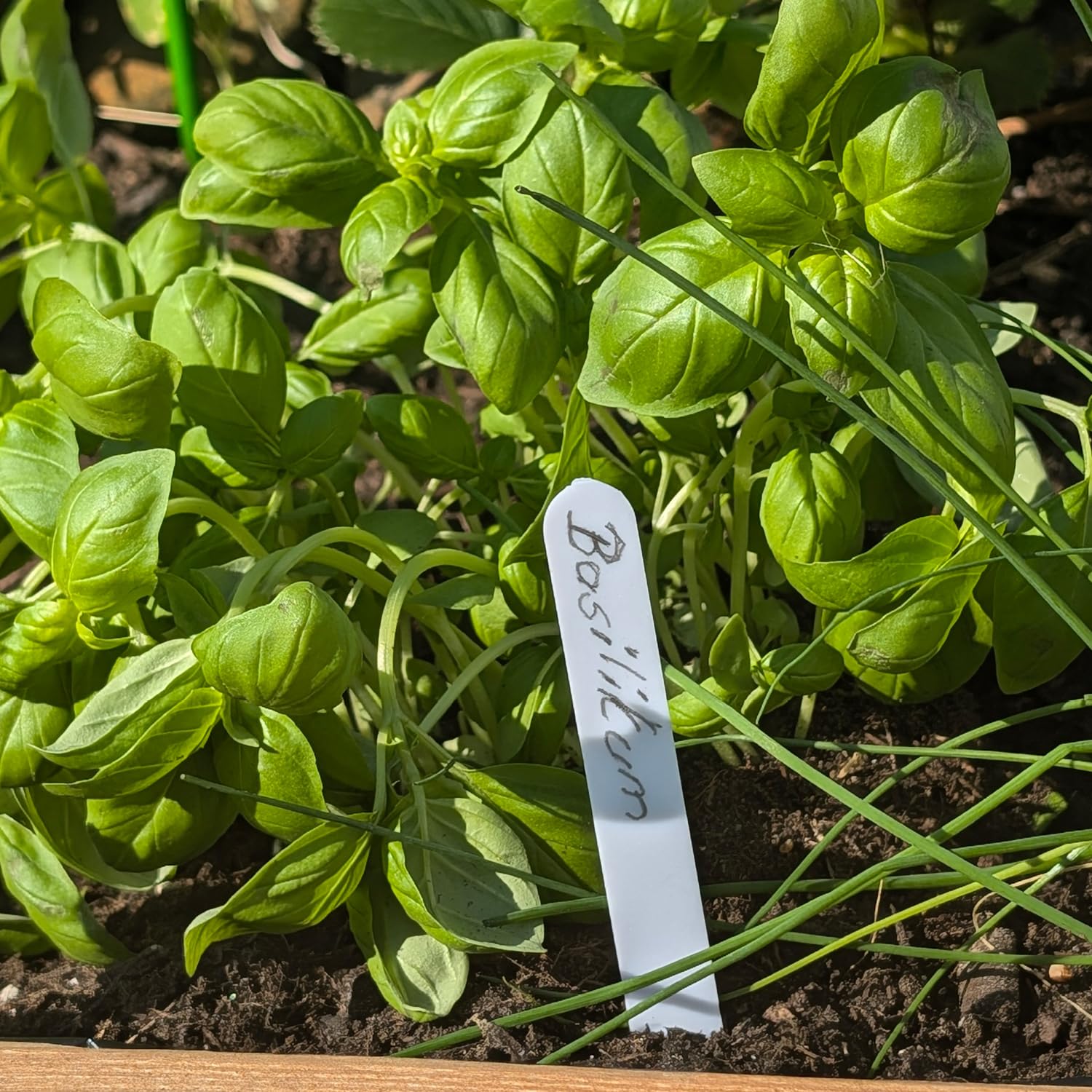 com-four® 100x Etiquetas para Plantas con lápiz - Etiquetas enchufables de 12 cm para Habitaciones, Balcones, Jardines - Tapones para Plantas para etiquetar (100 Piezas - Blanco - 12cm)