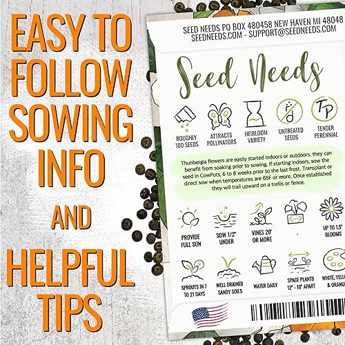 Miniatura 2 de Seed Needs, Black-Eyed Susan - Semillas de vid  100 semillas de reliquia para plantar Thunbergia alata  Cubre una cerca o enrejado (paquete de 1)