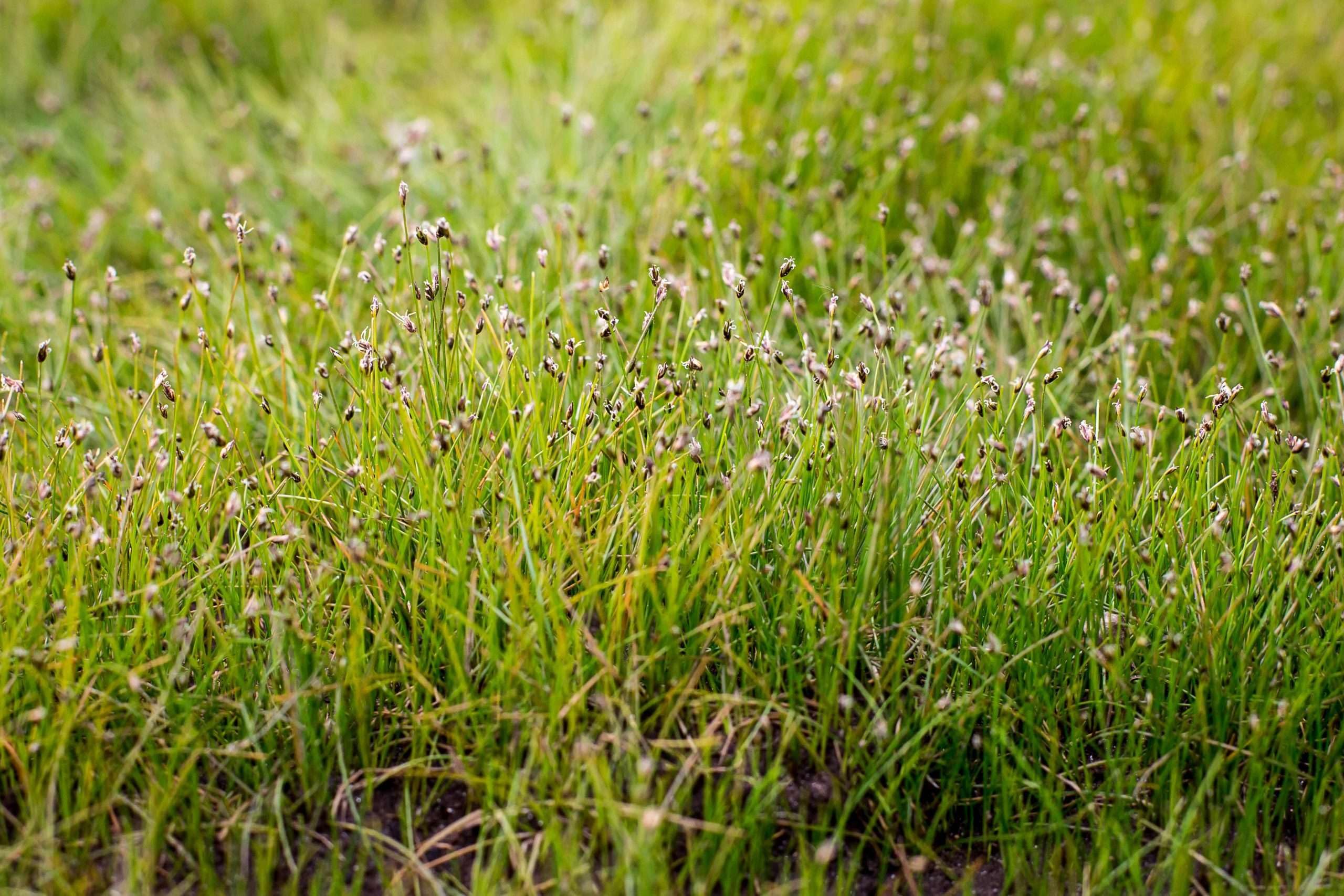 Lincsplants - Eleocharis acicularis-1 / 1Ltr Bareroot