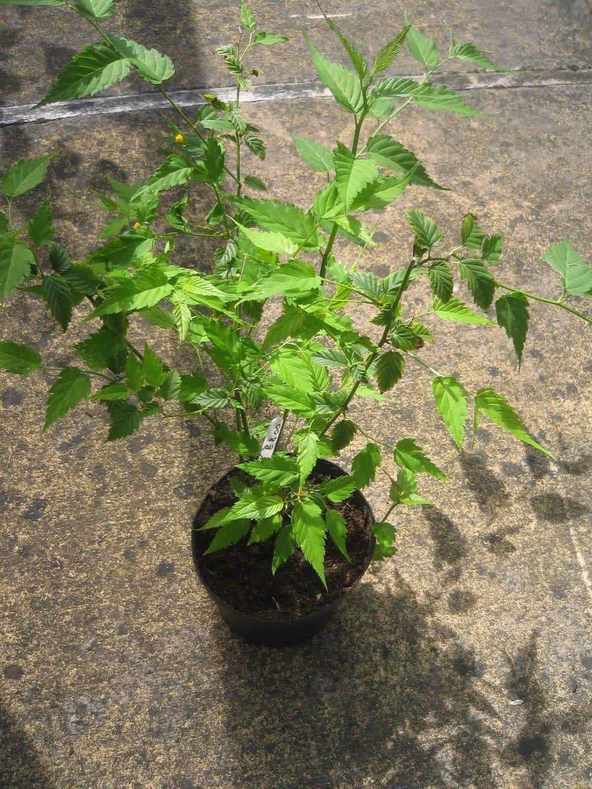 Kerria Japonica Arbusto, fioritura precoce Arancione Pompon, Verde Fresco in Primavera
