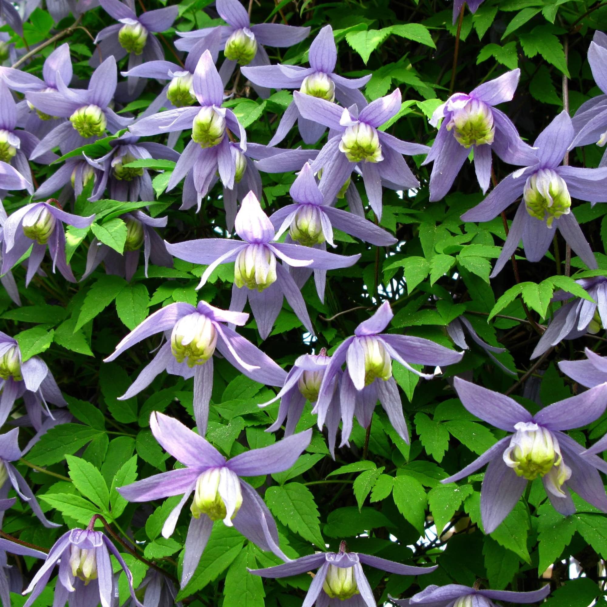 GardenersDream Clematis Alpina - Kletterpflanzen Winterhart Blau - Clematis Winterhart Mehrjährig Pflanze - Balkon Pflanzen Frühblüher