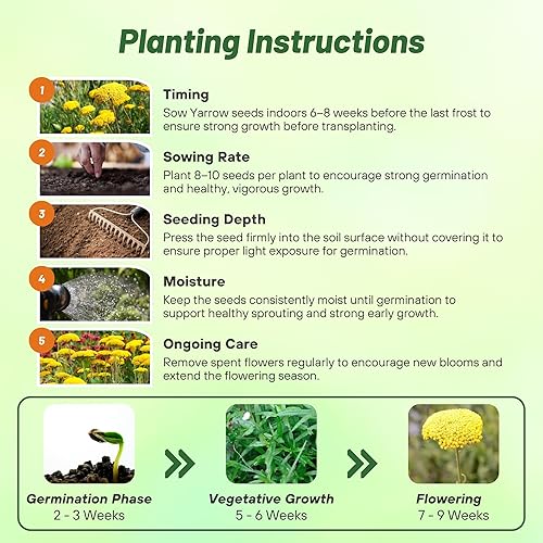 Miniatura 4 de Outsidepride Semillas de milenrama Parker  5000 piezas. Semillas de flores perennes, versátiles, formadoras de grumos y tolerantes a la sequía para