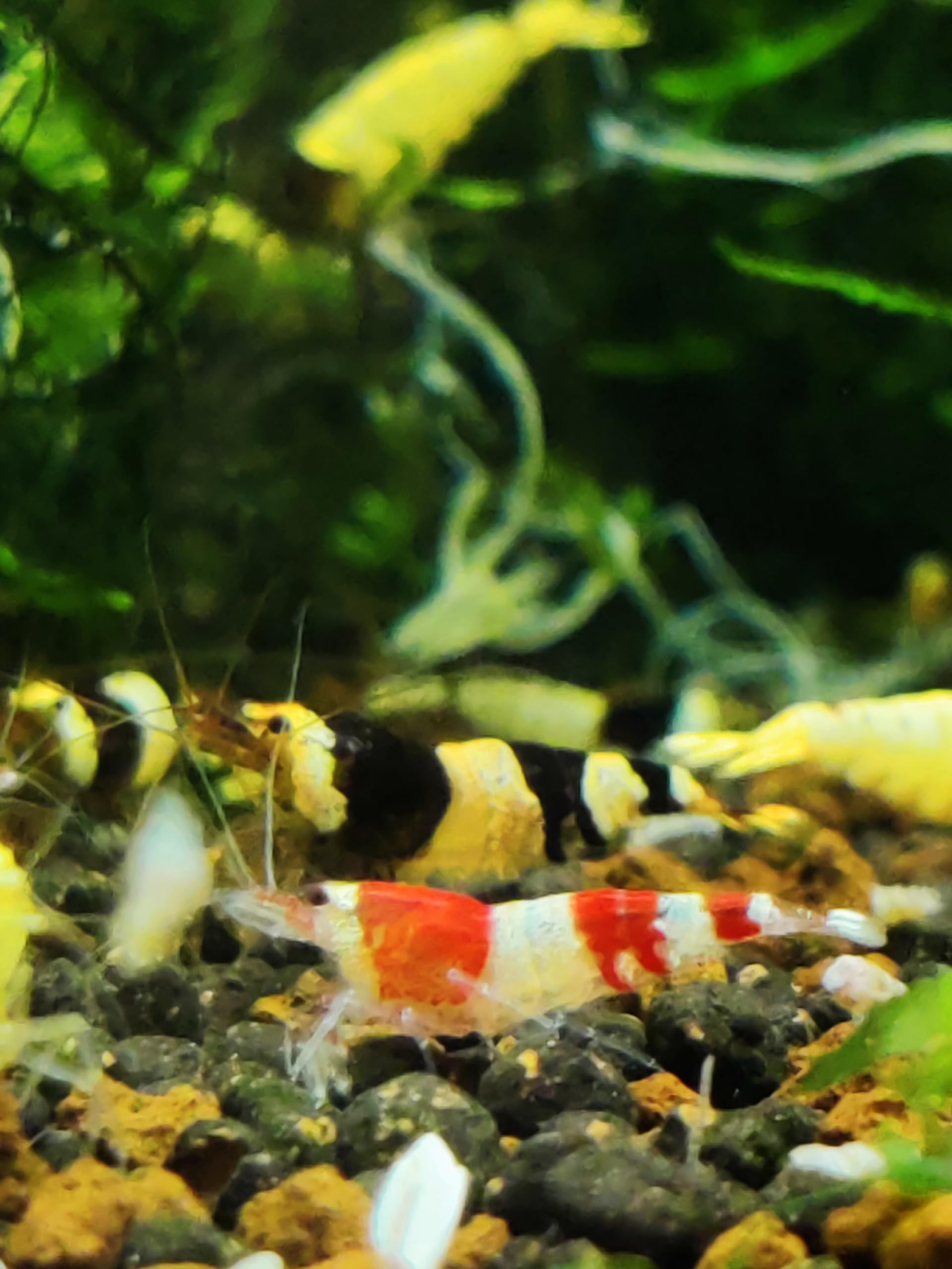 Garnelenglück - Bienengarnelen Mix - Red & Black Bee - Caridina logemanni (20 Bienengarnelen, 20, stück)