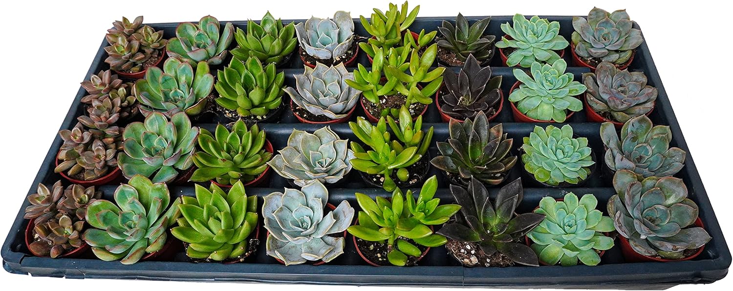 2.5 Inch Assorted Succulent Plants | Hand Picked Assortment of 2.5 Inch Succulents, 32 Pack