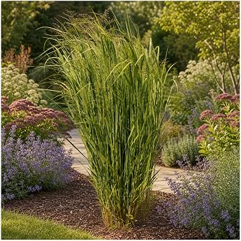 Stauden G nge Panicum Virgatum Northwind Ornamental Grass in 1 Litre Pot Winter-Hardy Perennial Giant Switch Grass Top Variety Extremely Uplifting Perfect for Privacy Protection 1 Piece Rod Millet Northwind - High Hardy Ornamental Grass & Privacy Screen for Sun Perennial Stable 1 L Pot 11 x 11 cm