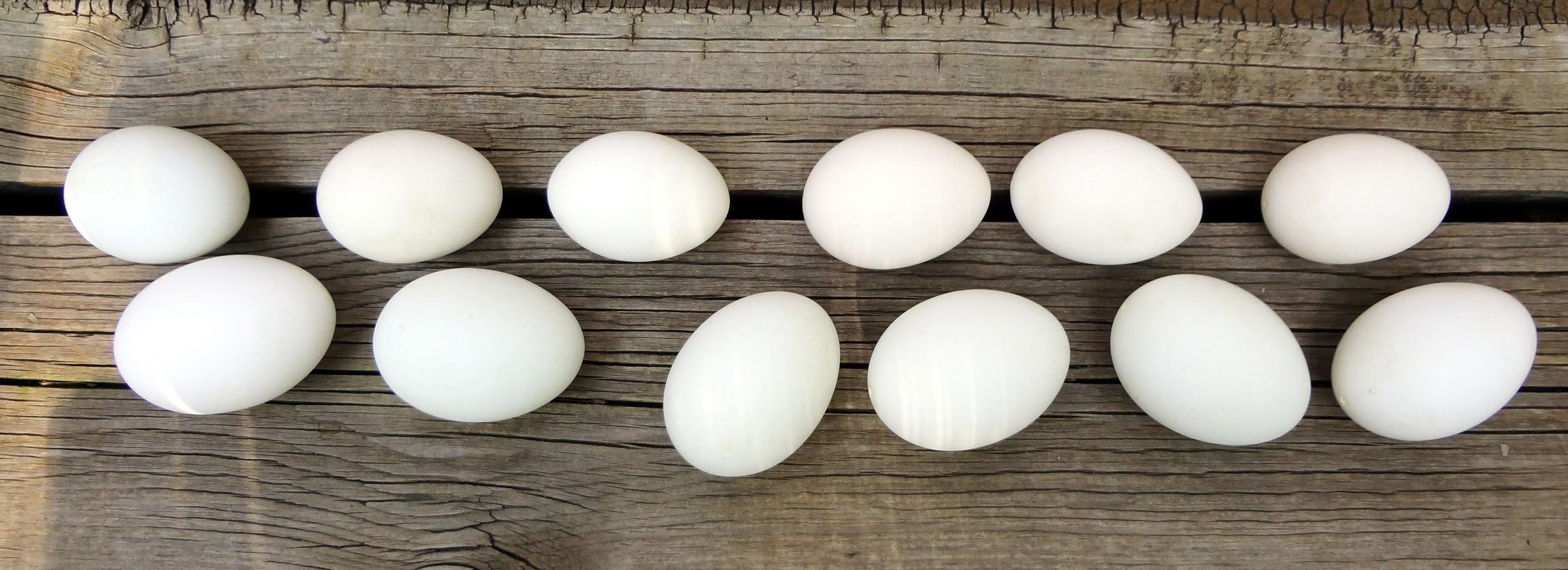 One Dozen Clean, Organic DUCK Eggshells. Part of the Martha Stewart American Made Market