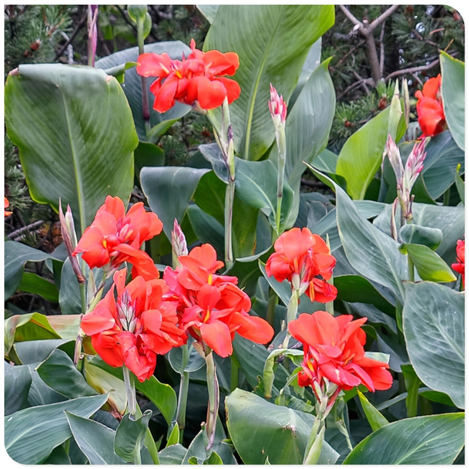 Canna Lily Bulbs Mix Flowering, Canna Lily Tubers, Canna Lily Grow Fast. Exotic, Excellent Display, Canna Lily Easy to Plant, Canna Lily Hardy Perennial Canna Plants UK,-3bulbs-E