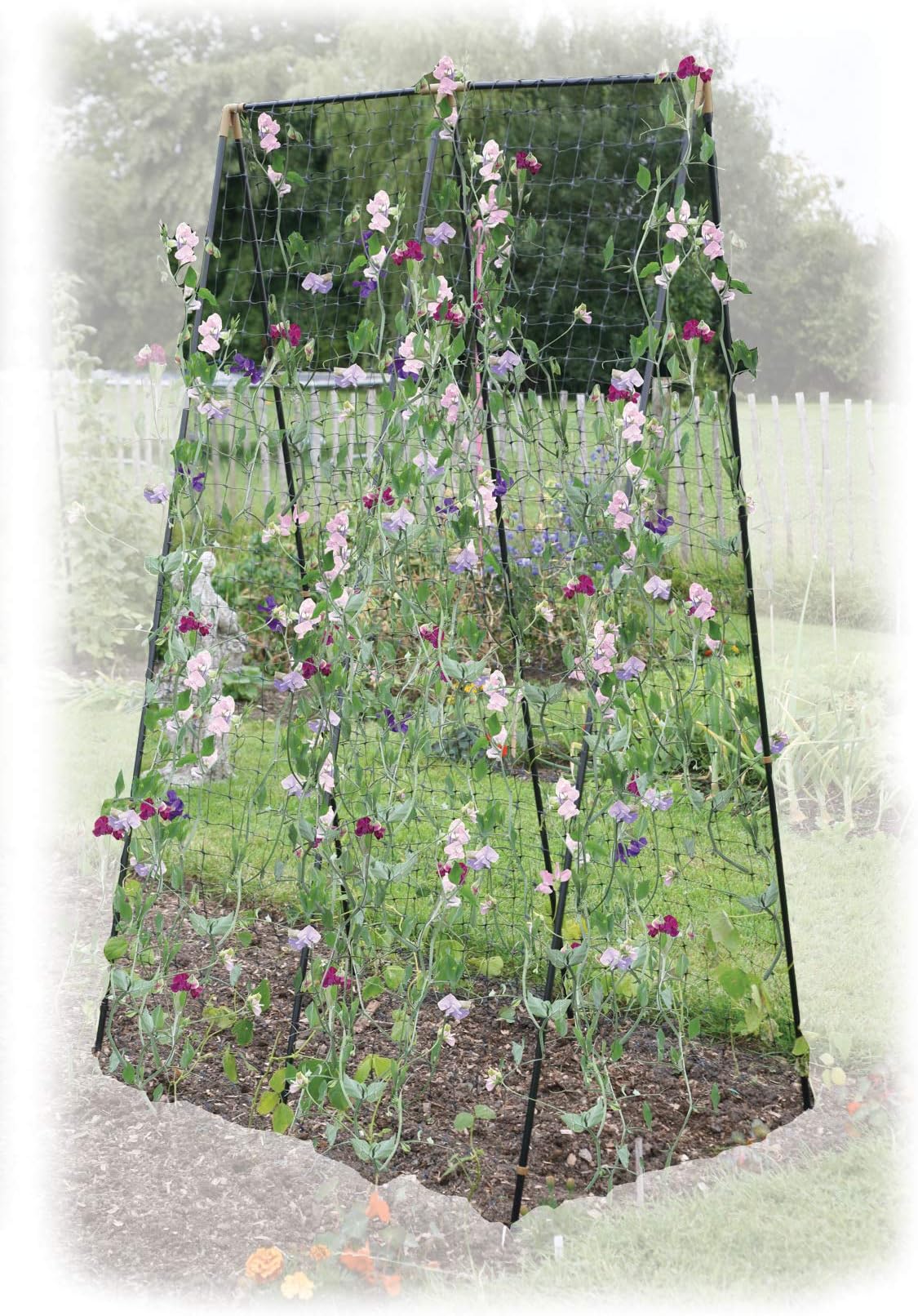 HaxnicksSteel/Sweet Pea/Bean Frame | Strong Plant Support | Climbing Plants | Sweet Peas Beans Passion Flowers Clematis | Green, Black, 120 x 80 x 200 cm | Frame060101