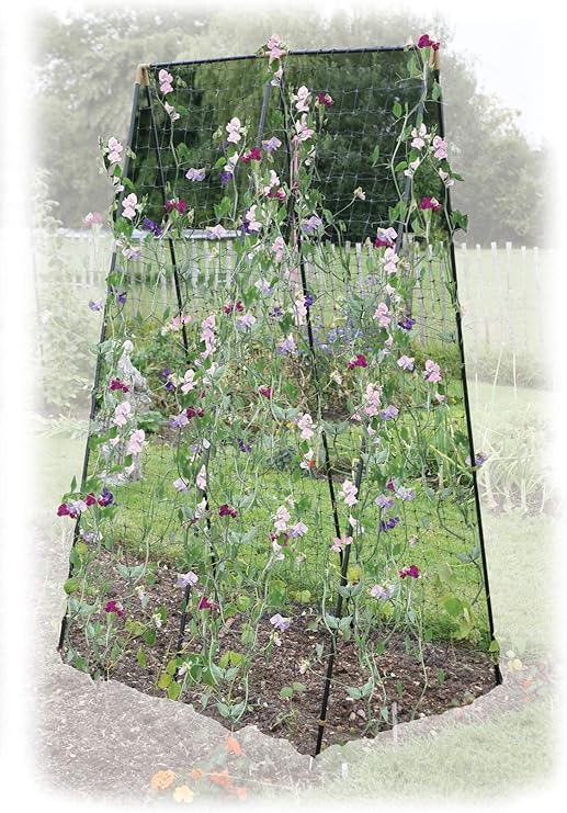 Amazon Haxnicks Frameスチール スイートピー 豆フレーム ブラック 1x80x0 Cm Diy 工具 ガーデン