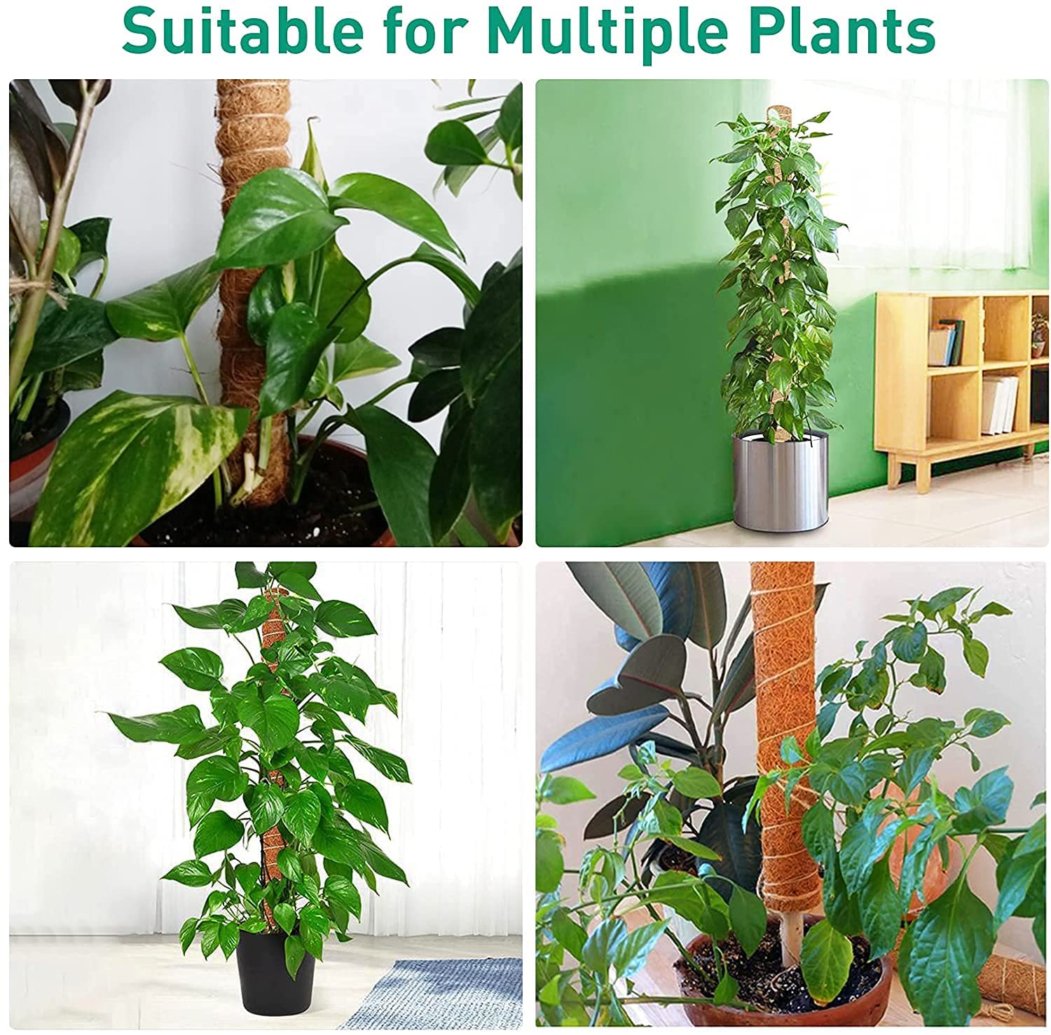 Buy Moss Pole for Plants Monstera, 4 Pcs Moss Poles for Climbing Plants