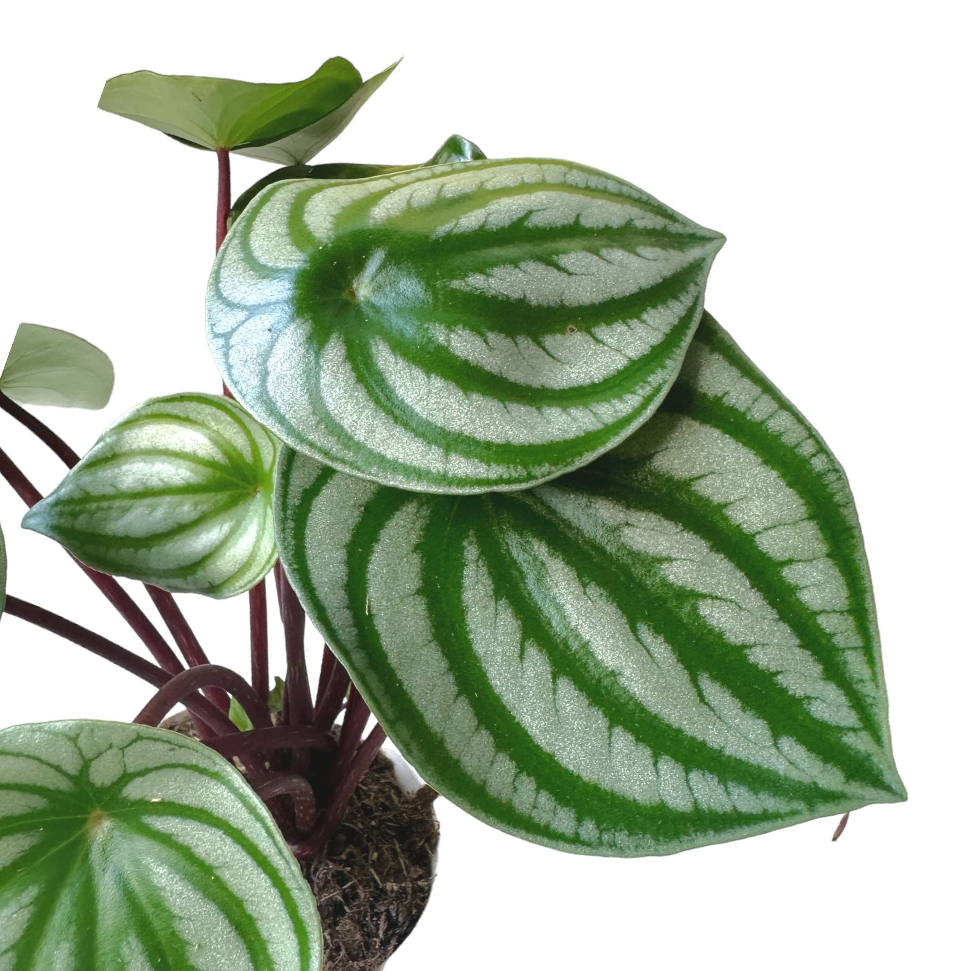 Amazon.com : Watermelon Plant, Peperomia argyreia, Live Indoor Plant, Easy  to Care and Grow Plant, 4 inch Pot - Hopewind Plants Shop : Patio, Lawn &  Garden