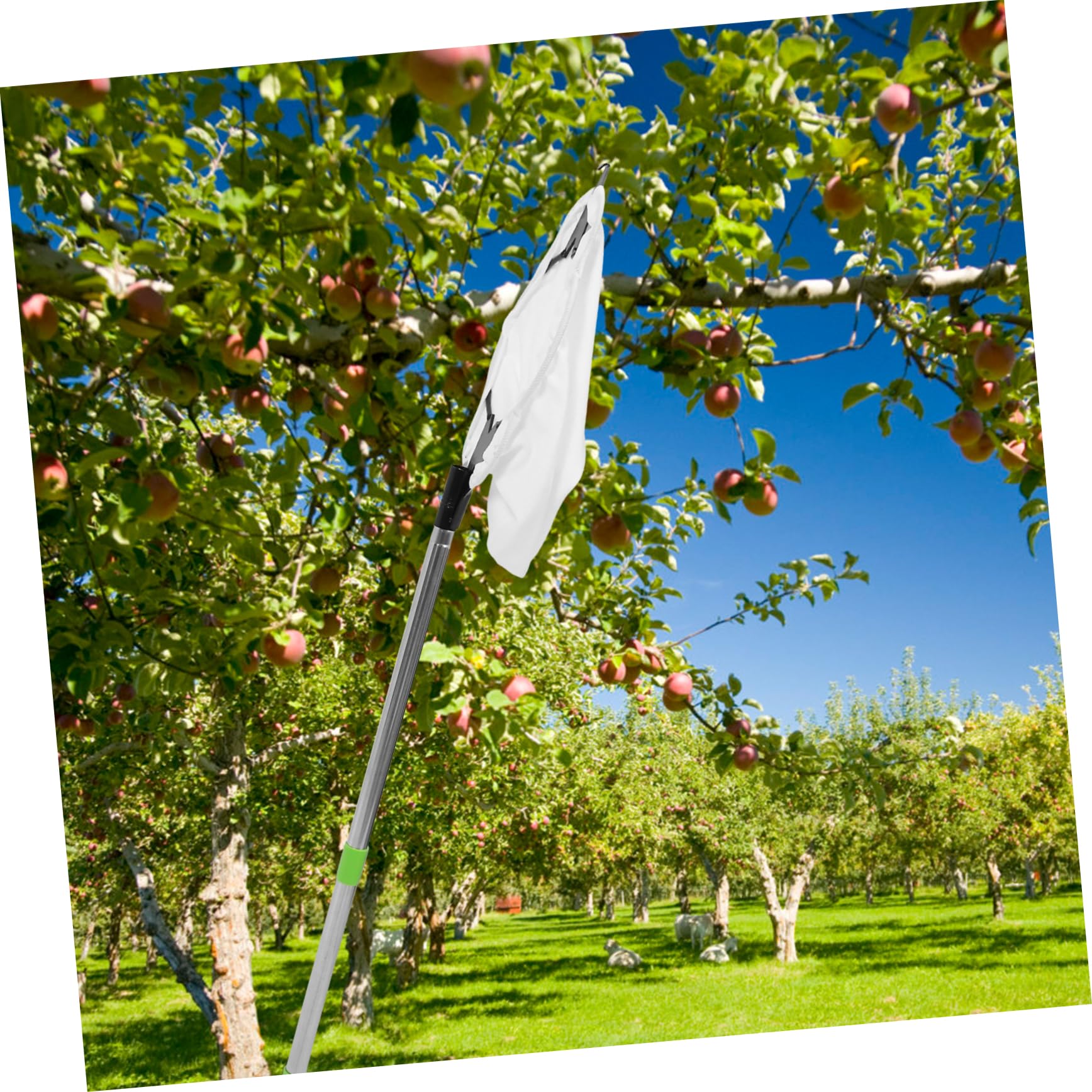 POPETPOP 1set Strumento Di Raccolta Frutta Con Manico Estensibile e Cesto Per Mela e Attrezzo Per Raccolta Frutta Con Testa Artiglio Per Uso Facile e Comodo