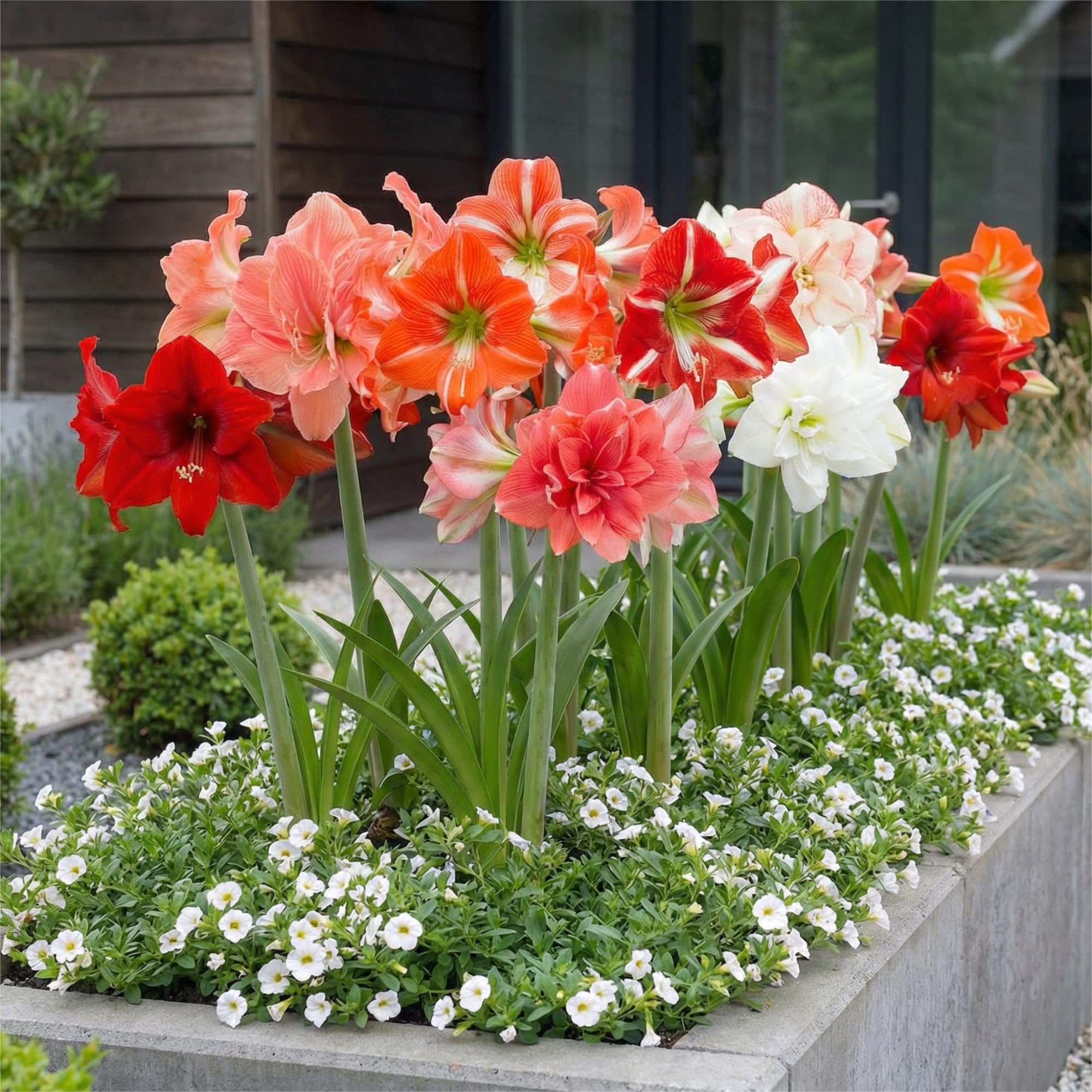 Kolekcja Amaryllis Surprise (10 cebulek) w dużym rozmiarze 26/30, Ekskluzywne rośliny cebulowe i kwiaty z Holandii, Prawdziwe cebulki Hippeastrum (bez nasion, wosku, nie sztuczne)