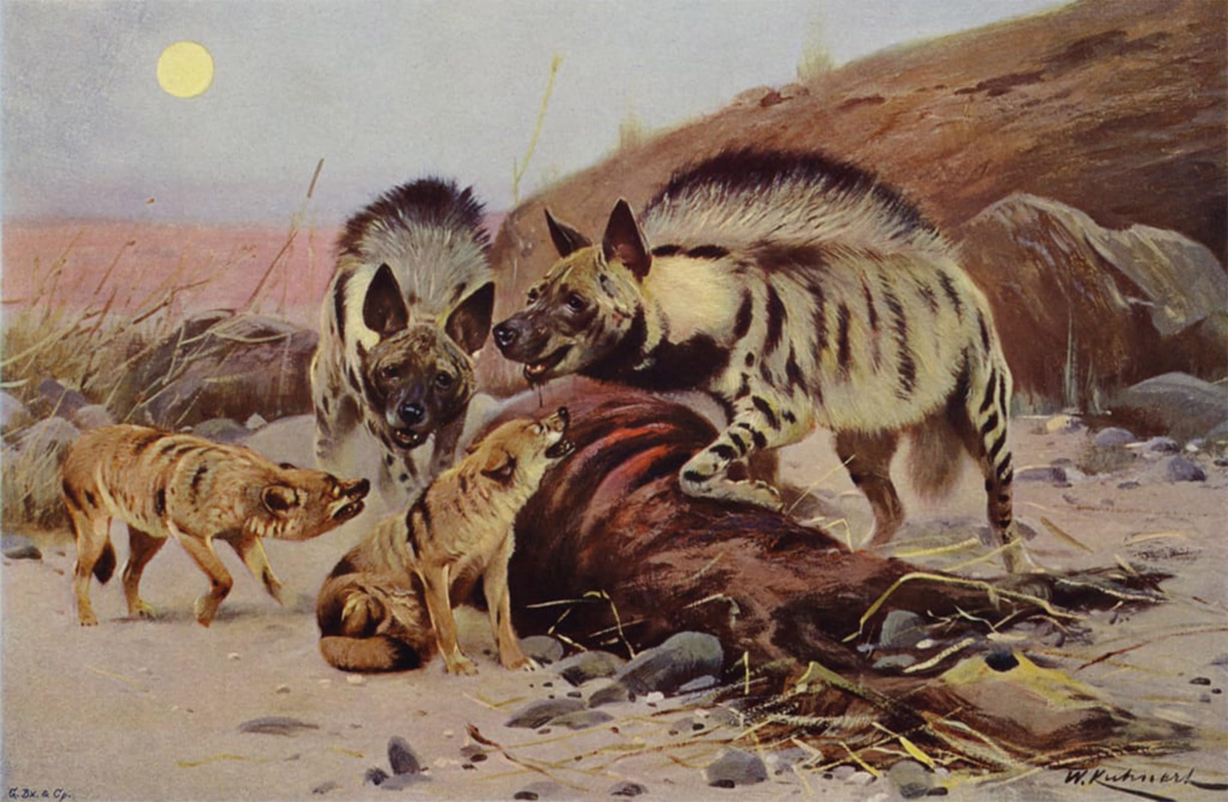 ARTXLXXBN Famous Painting Art Wall Decor Abstract Art Picture Striped Hyaena by After Wilhelm Kuhnert Animal Pictures for Home Decor 60x90cm