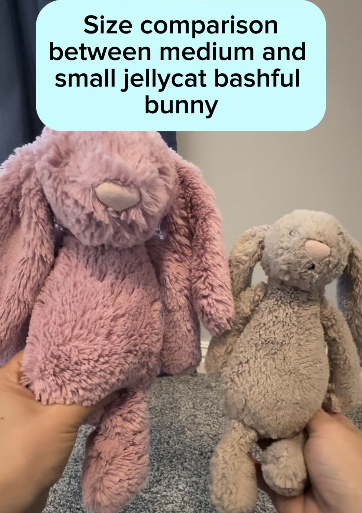 Dwarf Rabbit Size Comparison