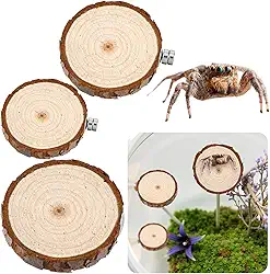 Quilax Pacote com 3 compartimentos para aranhas saltadoras, aranhas saltadoras arredondadas, escadas, acessórios para aranhas saltadoras, decoração de habitat para pequenos bichos leves