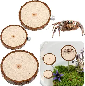 Pacote com 3 compartimentos para aranhas saltadoras, aranhas saltadoras arredondadas, escadas, acessórios para aranhas saltadoras, decoração de habitat para pequenos bichos leves