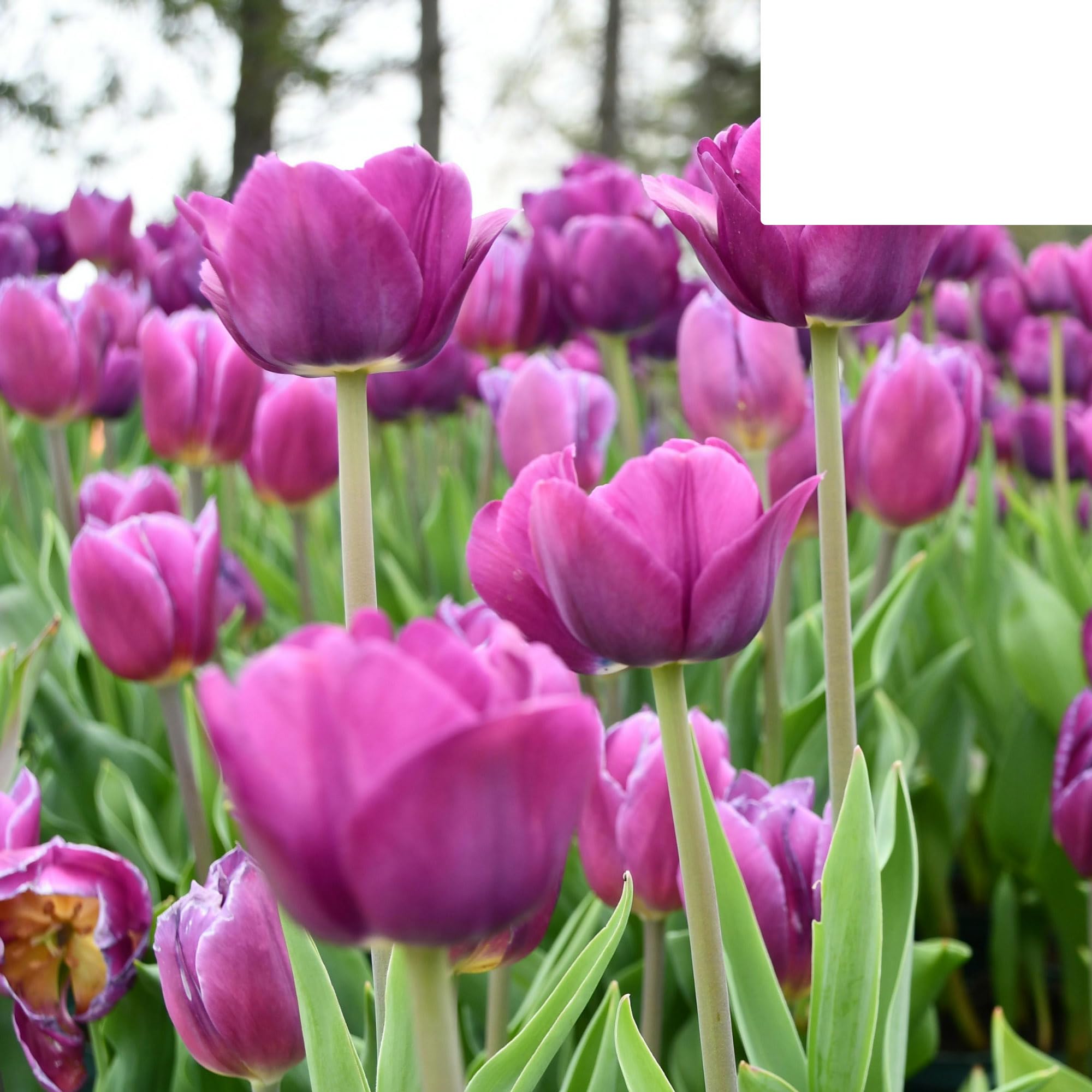 Bulbos de tulipán 'Purple Prince' | 20 Piezas | Tulipán violeta púrpura - 30-50cm - Ø5cm - bulbo de flor - Planta de jardín