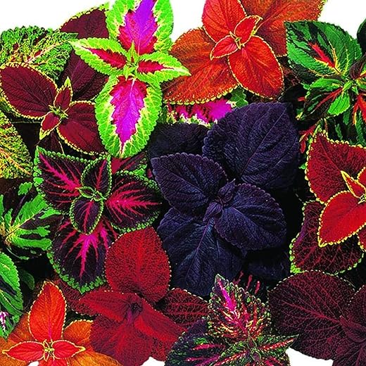 Park Seed Giant Exhibition Complete Mix Coleus Seeds, Large Multi-Colored Foliage on Compact Plants, Classic Victorian Houseplant or Shade Garden Accent, Pack of 20