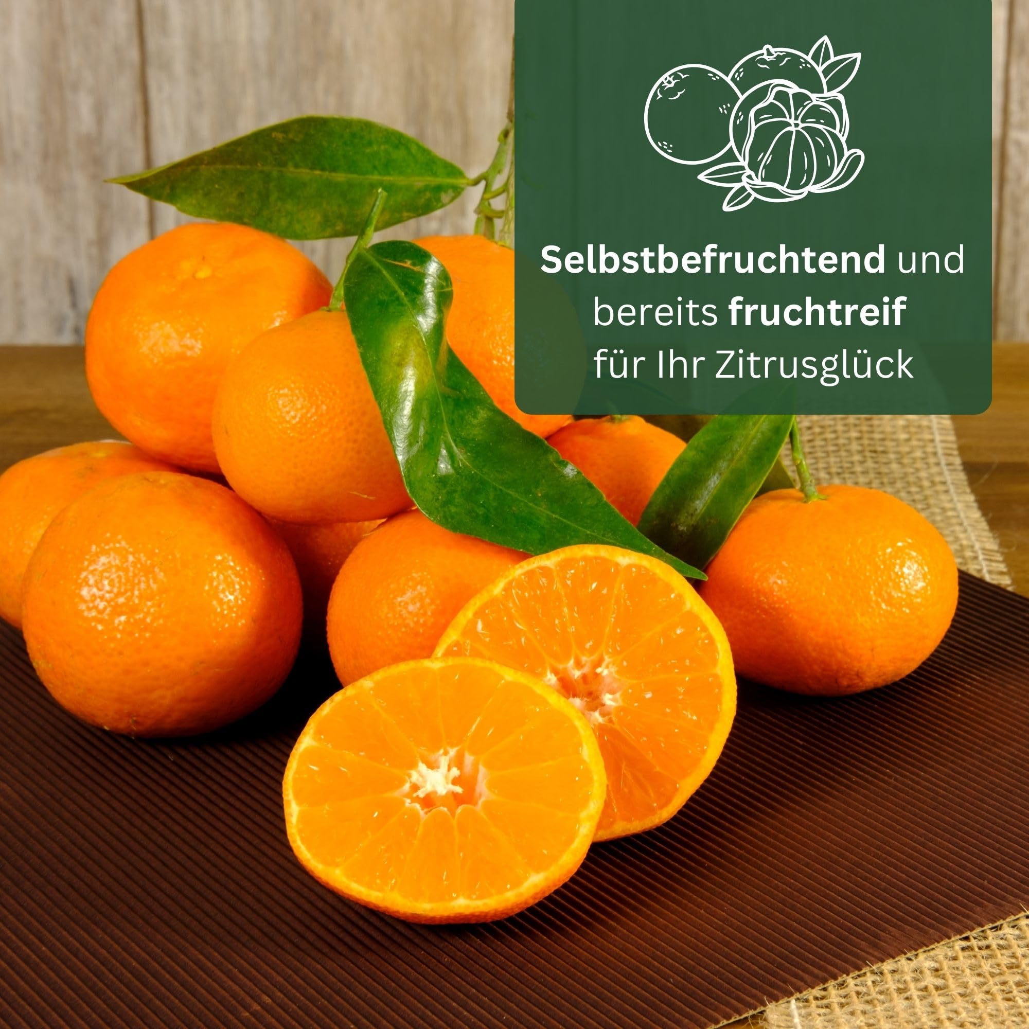 Meine Orangerie Clementinenbaum - süße Clementine - echter Citrusbaum - fruchtreifes Bäumchen für Garten, Balkon oder Terrasse (Topf Ø 22cm)