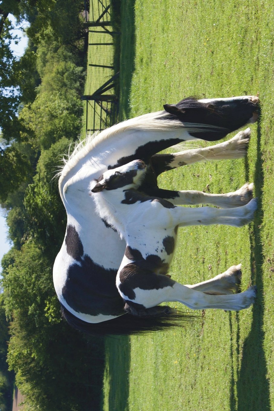 Gypsy Cob Horse Journal: 150 page lined notebook/diary
