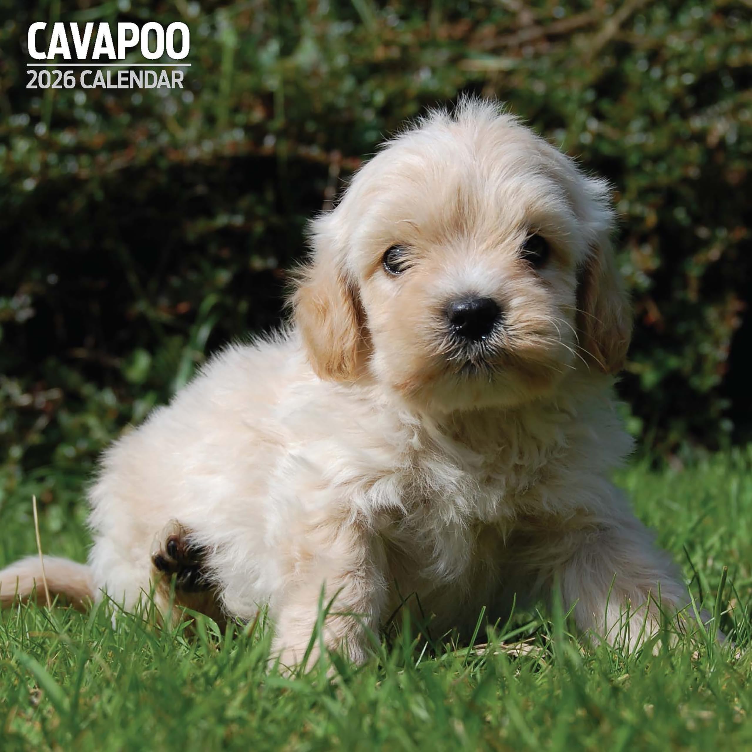 Cavapoo 2026 Traditional Calendar