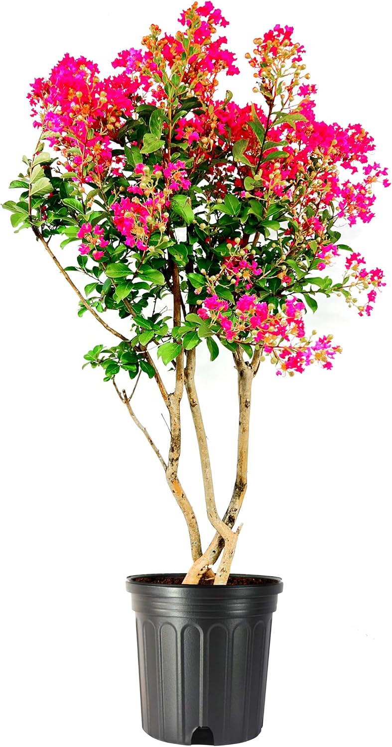 Crape Myrtle Tonto | 1 Extra Large Trade 3 Gallon Plant | Lagerstroemia 'Tonto' | Hardy Fuchsia Blooms | Compact Growth