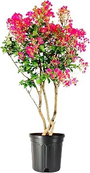 Crape Myrtle Tonto | 3 Extra Large Trade 3 Gallon Plants | Lagerstroemia Tonto | Hardy Fuchsia Blooms | Compact Growth