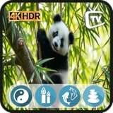 Panda in Bamboo Forest TV - Whispering Nature with a Time Display