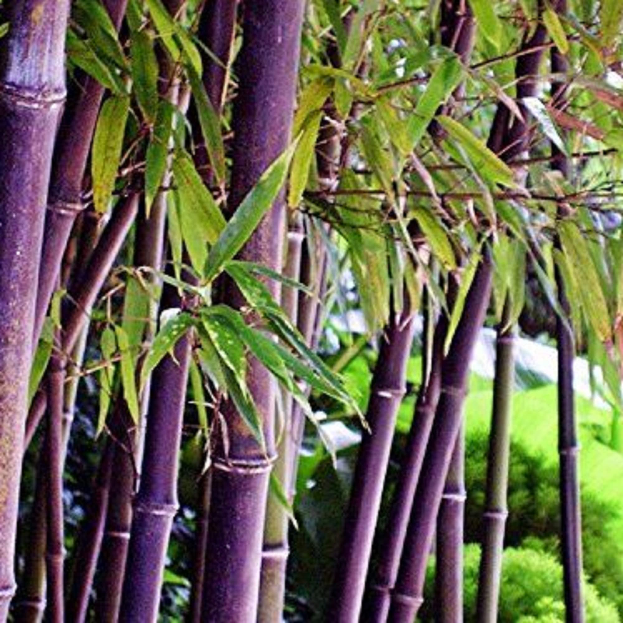 バンブー竹 Amazon.co.jp: CHUXAY GARDEN パープルバンブーシード 200粒 希少色 竹