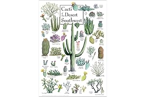 Earth Sky + Water- Cacti of The Desert Southwest - Poster