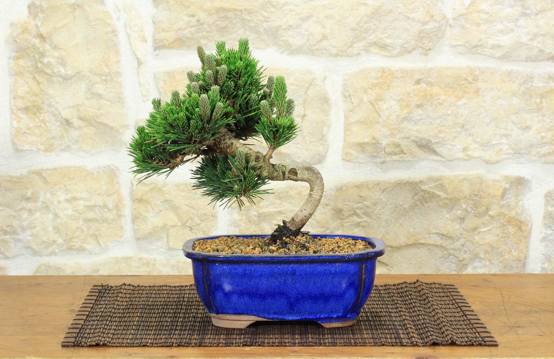 Bonsai di Pino Nero Thunbergii Senjyumaru (75)
