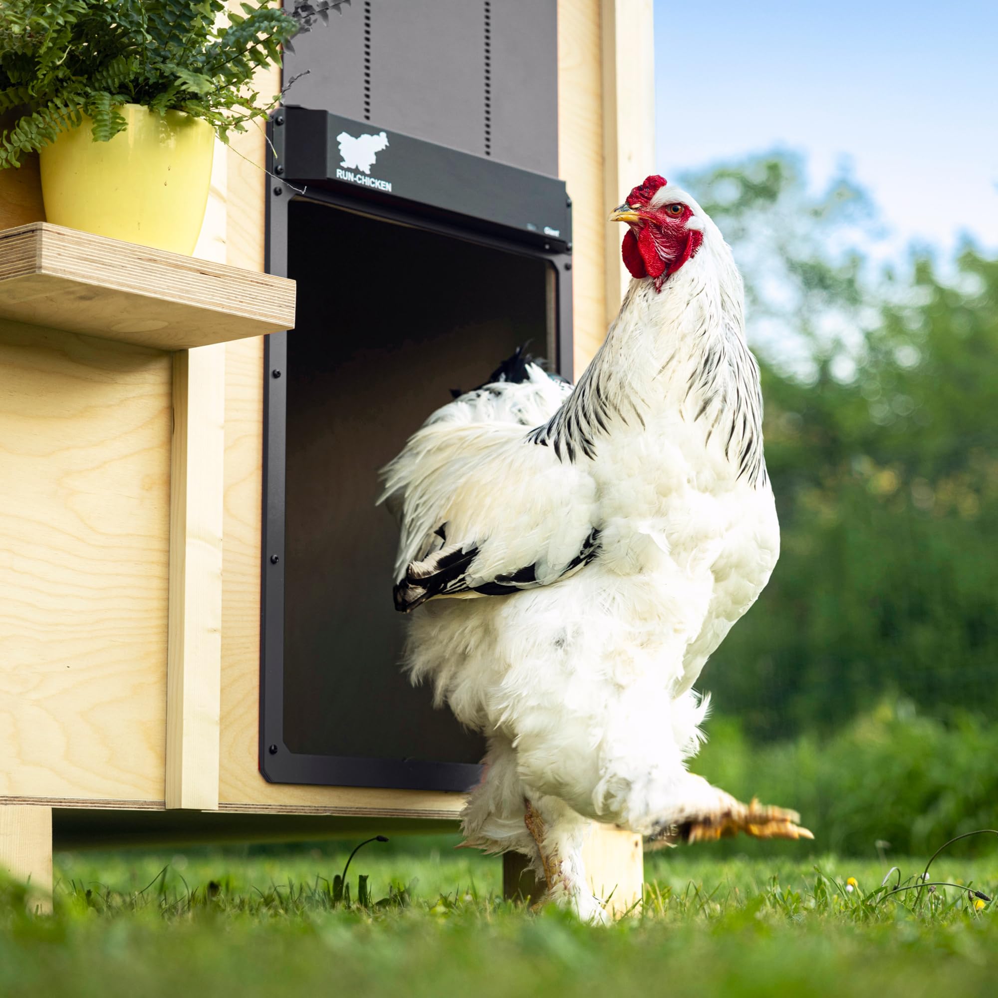 Run‑Chicken Door Giant Gray – Puerta automática Gris para gallineros Grandes, Funciona con Pilas AA, Control por App, Sensor de luz, Temporizador con retardo y Aluminio Resistente para Exteriores