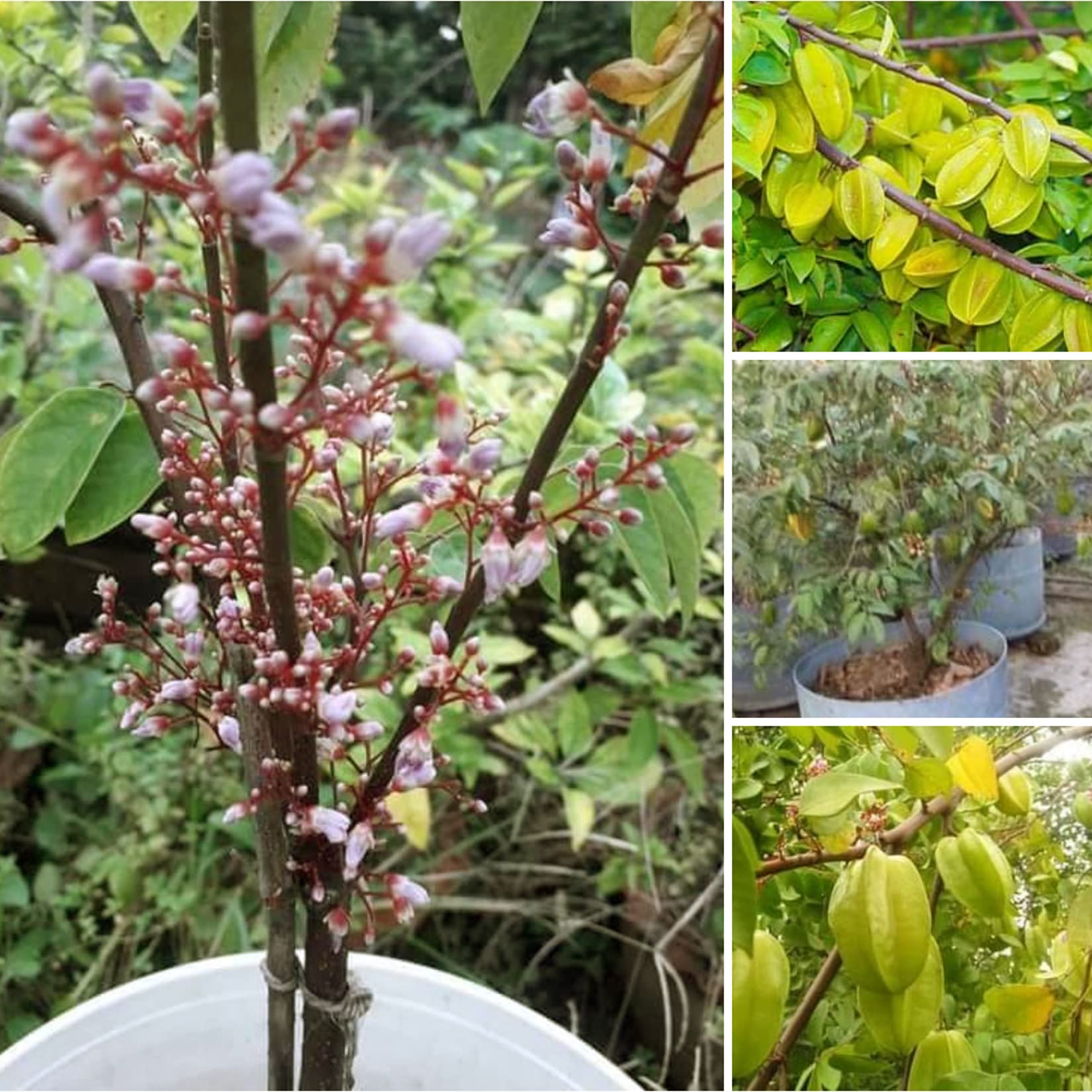 AGRO ALIVE Sweet Carambola Star Fruit plant Thailand Variety (1-2 Feet Grafted plant) (B0BBHBT2VG) Amazon Price History, Amazon Price Tracker