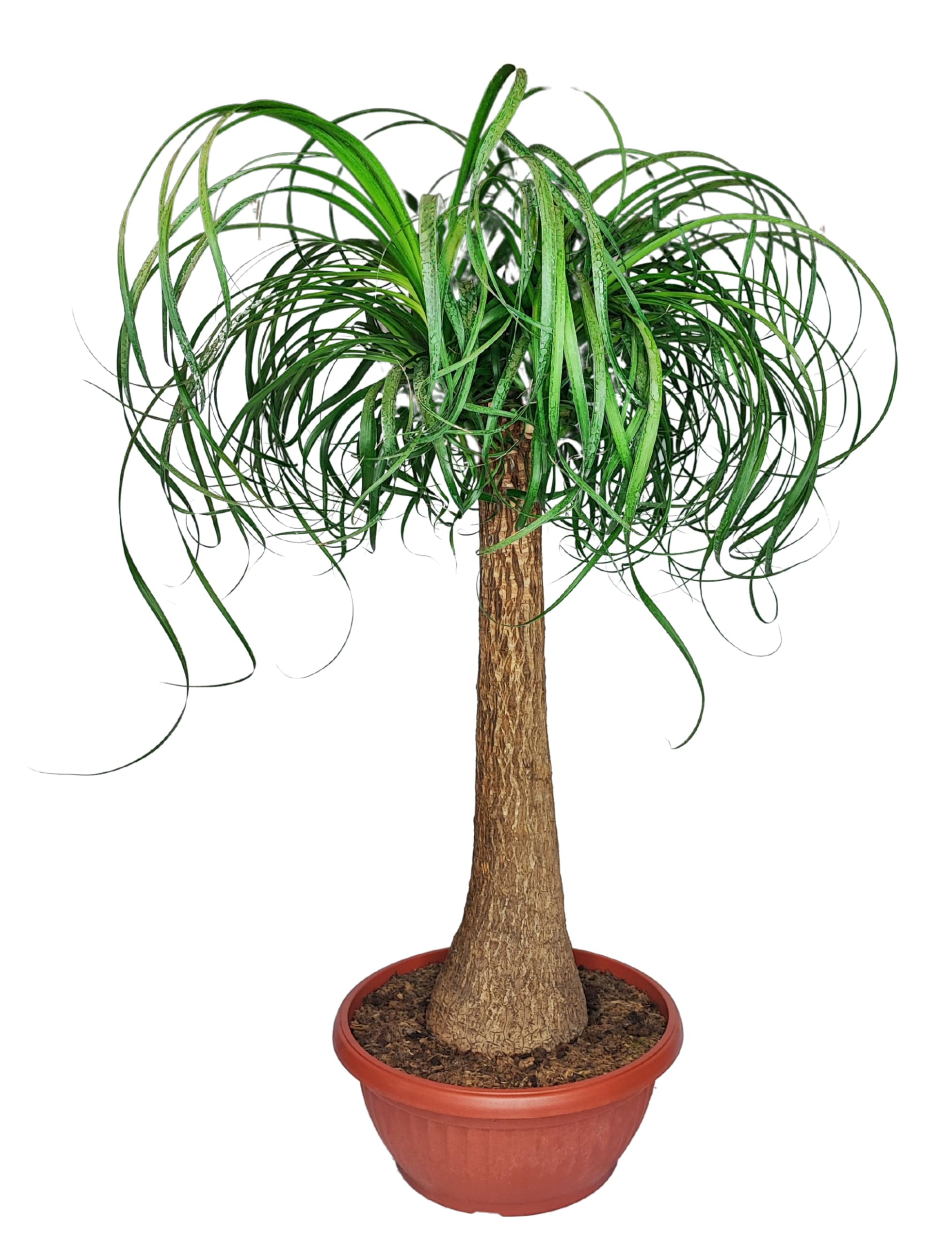 Beaucarnea Piede d'Elefante, Mangiafumo, Pianta Vera da Interni, 75 cm Altezza, Vaso 30 cm, Purificazione dell'Aria