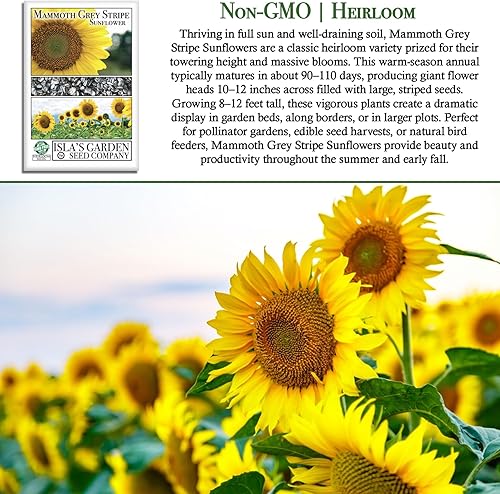 Miniatura 3 de Semillas de flores de girasol de rayas grises Mammoth, más de 50 semillas de reliquia por paquete, semillas de jardín de Isla (semillas de jardín de