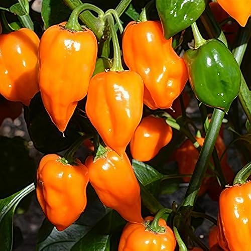 Miniatura 4 de 150 semillas de pimienta habanero naranja, sin OMG, chile súper picante para plantar, ideal para salsa picante, salsas y jardines domésticos - Alta