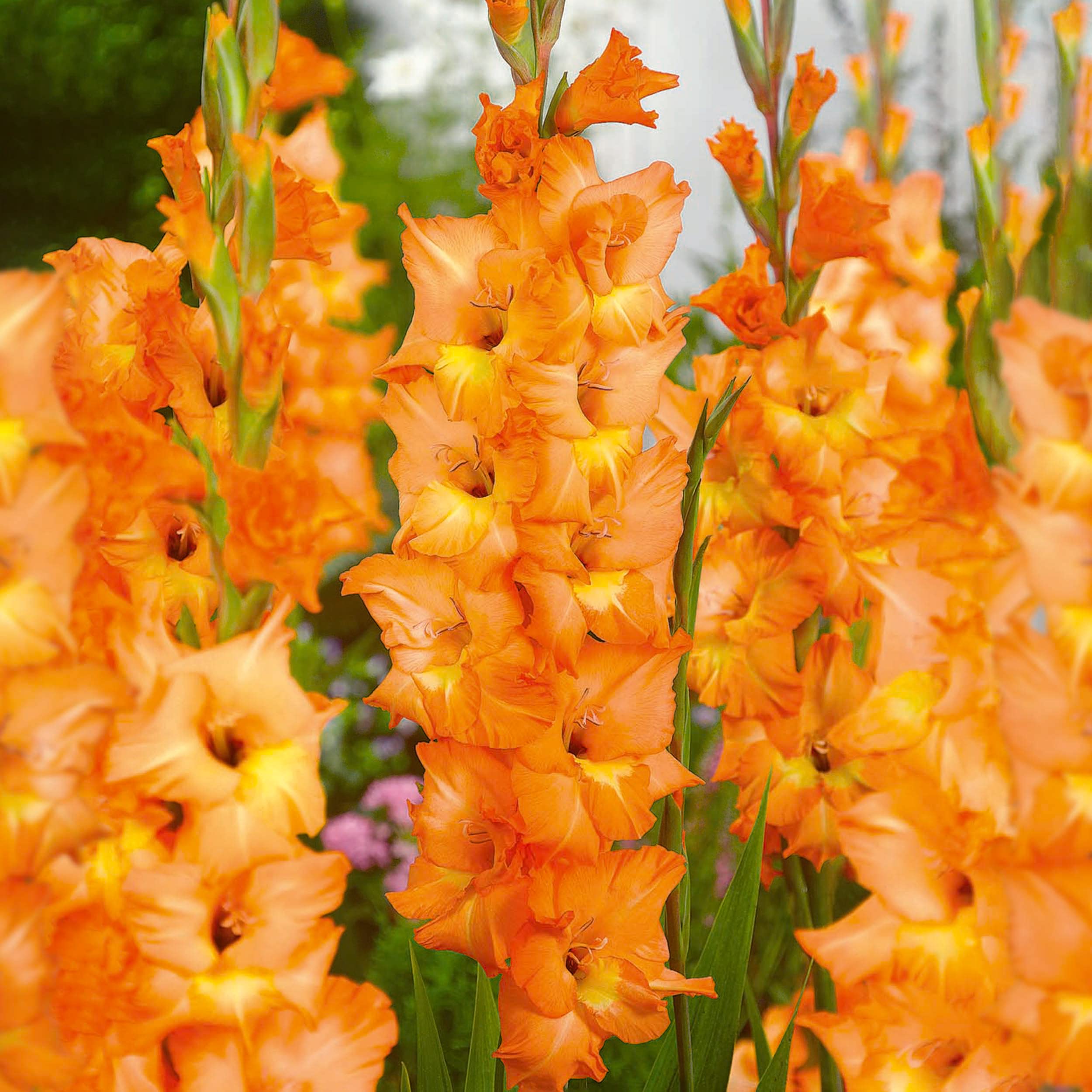 Garden State Bulb Olympic Flame Orange Gladiolus